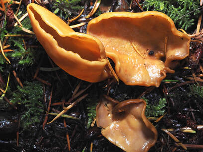 Otidea onotica (Donkey-ears)
