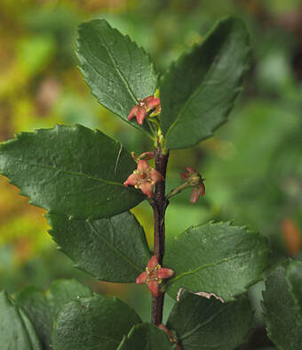 Paxistima myrsinites (Oregon boxleaf)