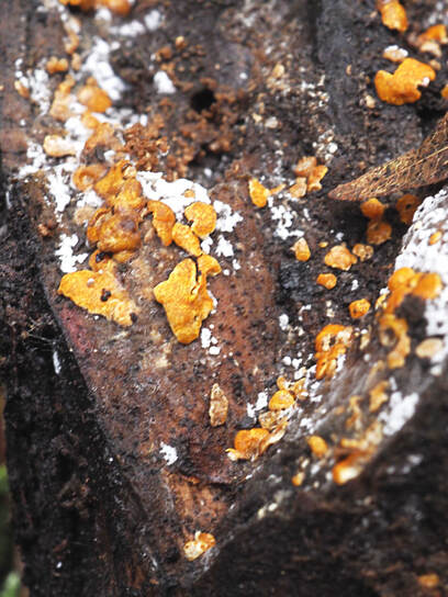 Phlebia livida