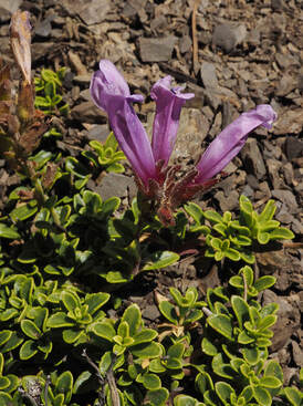 Penstemon davidsonii var. menziesii (Davidson's beardtongue)