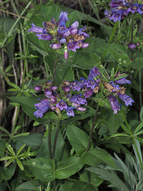 Penstemon serrulatus (Cascade beardtongue)