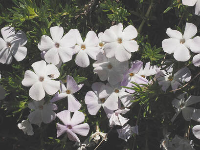 Phlox diffusa (Spreading phlox)