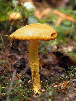 Pholiota flammens (Yellow pholiota)