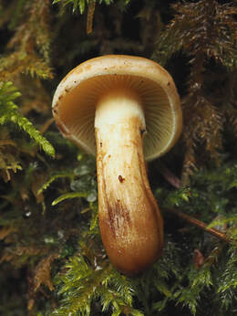 Pholiota malicola