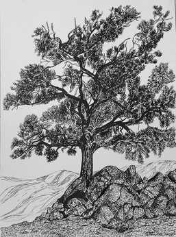 Pinus monophylla - SIngleleaf pinyon