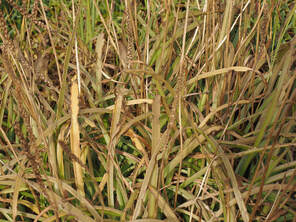 Plantago maritima (Sea plantain) 