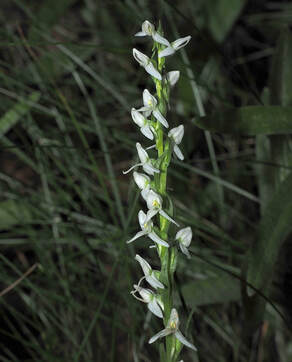 Platanthera dilitata var. dilatata