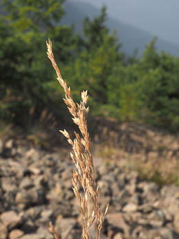 Poa glauca ssp. rupicola