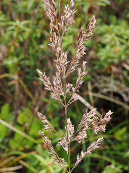 Podagrostis aequivalvis (Arctic bent)