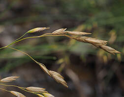 Podagrostis thurberiana (Therber's bent)