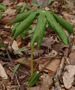 Podophyllum peltatum 