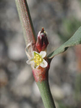 Polygonum aviculare ssp. buxiforme