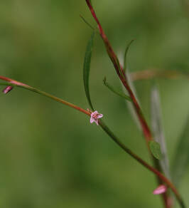 Polygonum douglasii
