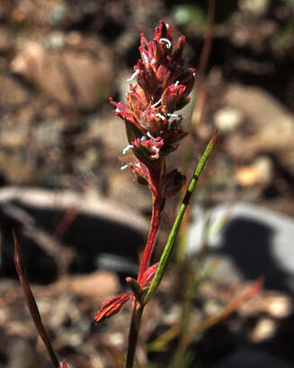 Polygonum majus