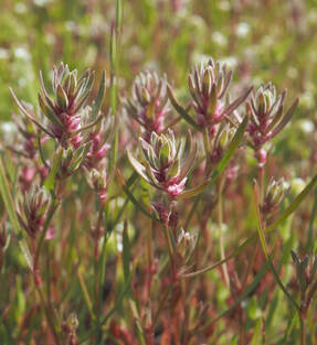 Polygonum polygaloides ssp. kelloggii