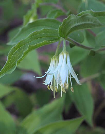 Prosartes hookeri (Hooker's fairybells)