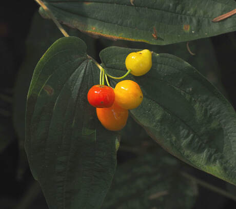 Prosartes smithii (Smith's fairy bells)