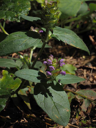 Prunus vulgaris var. lanceolata  (Self-heal)
