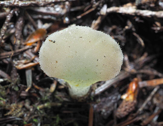 Pseudohydnum gelatinosum (Toothed jelly fungus) 