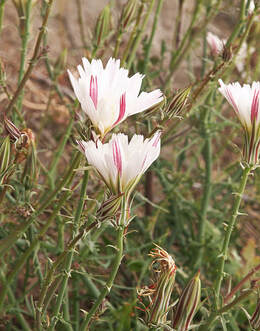 Rafinesquia californica