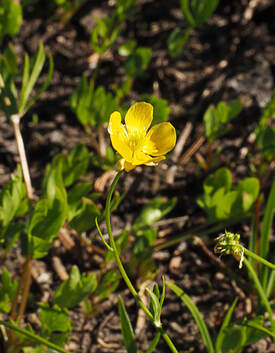 Ranunculus eschscholtzii var. suksdorfii