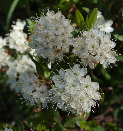 Rhododendron columbianum
