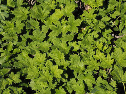 Ribes acerifolium (Maple-leaf currant)