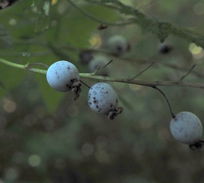 Ribes bracteosum (Stink currant)