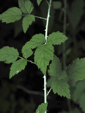 Rubus leucodermis