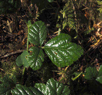 Rubus nivalis