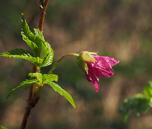 Rubus spectabilis