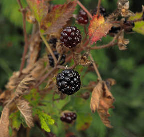 Agoseris retrorsa