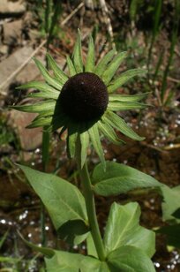 Rudbeckia alpicola