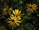 Rudbeckia hirta