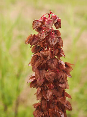Rumex occidentalis var. occidentalis