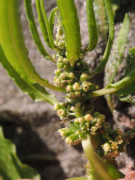 Rumex persicarioides