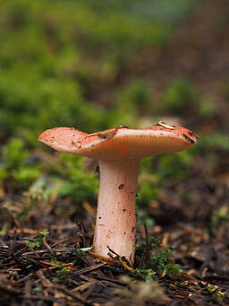 Russula americana (American russula)