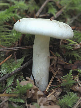 Russula crenulata
