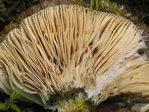 Russula sp. (