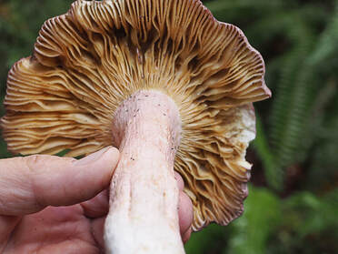 Russula sanguinaria (Rosy brittlegill) 