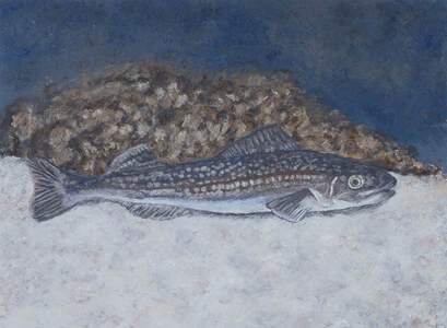 Sablefish (Anoplopma fimbria)