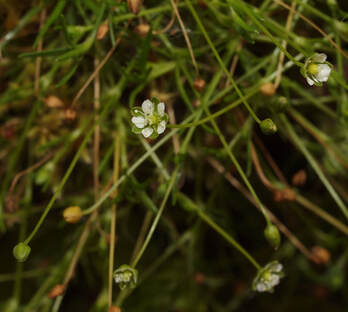 Sagina decumbens ssp. occidentalis