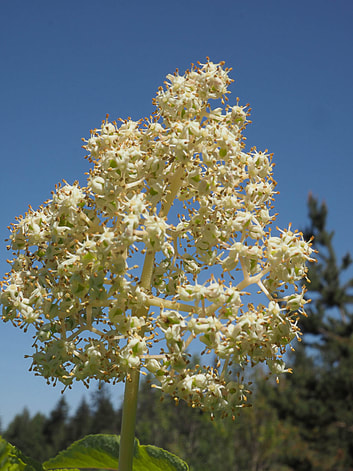 Sambucus racemosa var. arborescens, Red elderberry (Red elderberry) 