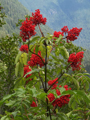 Sambucus racemosa var. arborescens