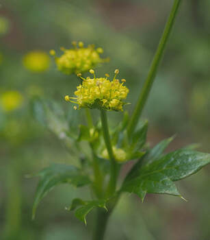 Sanicula crassicaulis var. crassicaulis (Pacific sanicle)