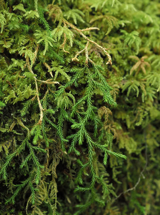 Selaginella oregana - Oregon spikemoss