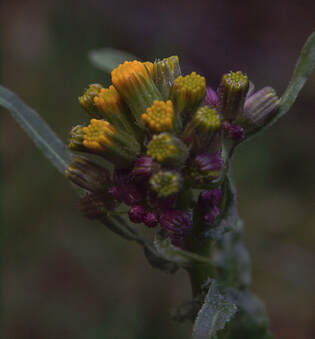 Senecio aronicoides