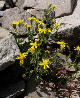 Senecio fremontii var. fremontii