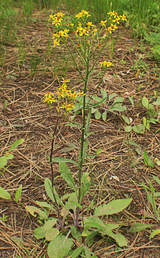 Senecio integerrimus var. integerrimus