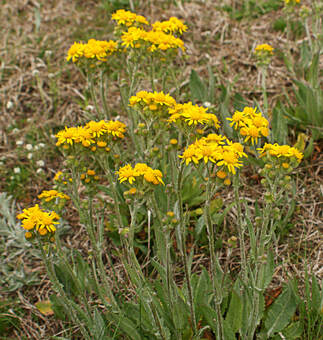Senecio tomentosa
